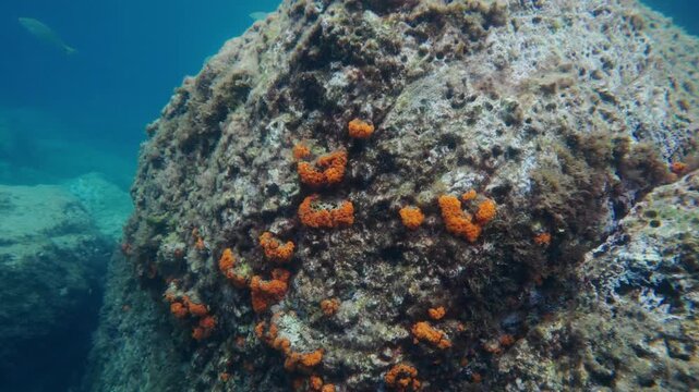Underwater scene with algae-covered rocks and orange coral in the Mediterranean Sea.