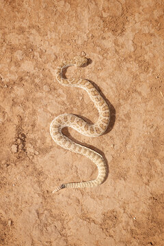Diamondback Rattlesnake