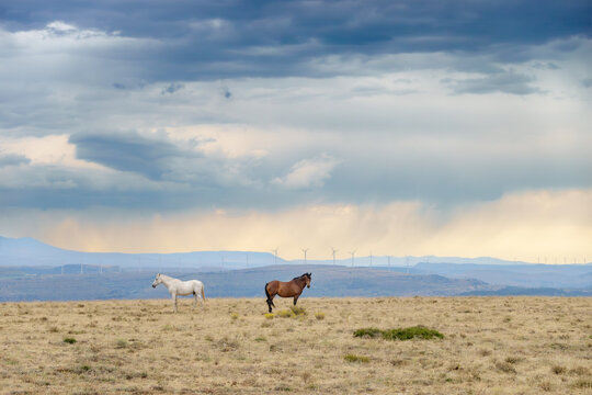 Horses Under a Dramatic Sky