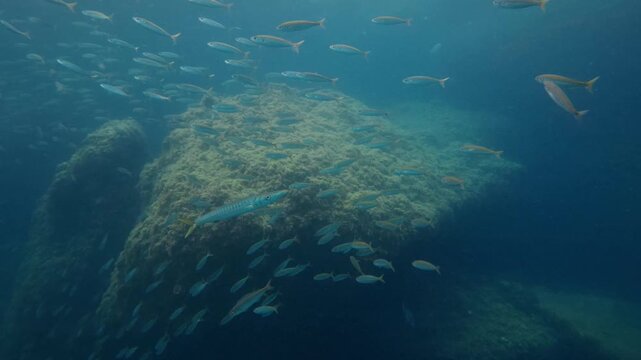 A solitary barracuda hunting through a school of small fish near the Mediterranean coast.