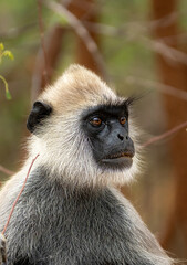 Gray Langur Resting in Forest Edge Foliage Sri Lanka © Prasanna