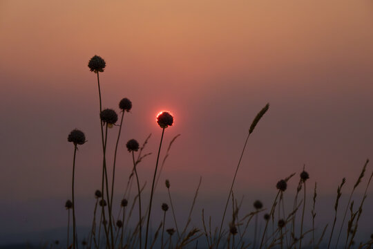Sunset Through the Wildflowers