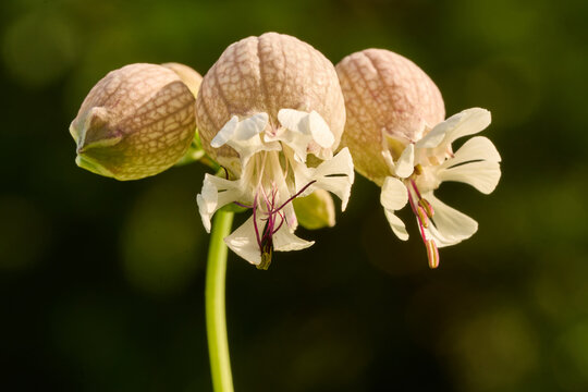 Taubenkropf-Leimkraut, Gew&ouml;hnliches Leimkraut, Silene vulgaris