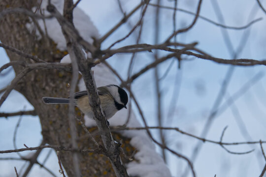 A Black-capped Chickadee in Winter.
