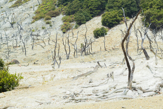 Scenery of a Volcanic Crater Valley with Dead Trees, Sulfur Rock Soil, and Lush Green Forest Hills papandayan