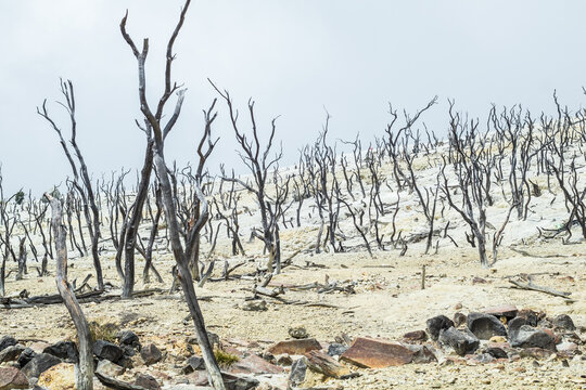 Scenery of a Volcanic Crater Valley with Dead Trees, Sulfur Rock Soil, and Lush Green Forest Hills papandayan