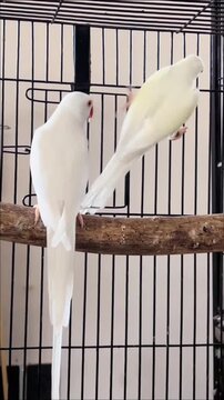 Two beautiful white albino ringneck parrots in a large metal cage