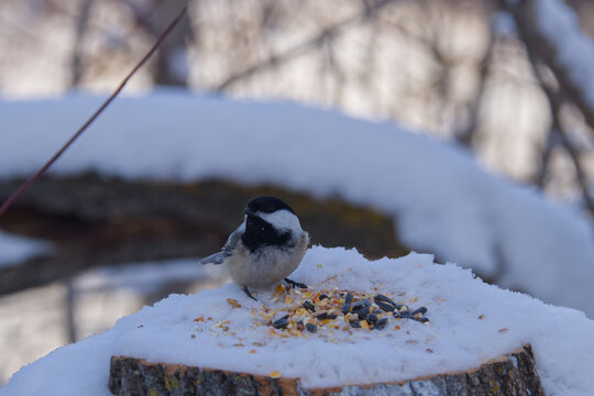 A Black-capped Chickadee in Winter.