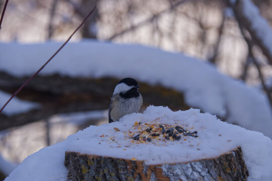 A Black-capped Chickadee in Winter.