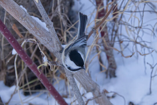A Black-capped Chickadee in Winter.