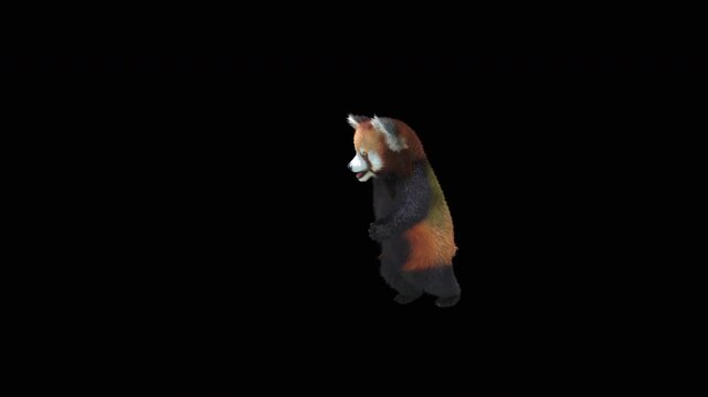 Cute 3D animated red panda dancing rumba with alpha channel. Cartoon animal character isolated for compositing, motion graphics, video editing, and digital content creation.