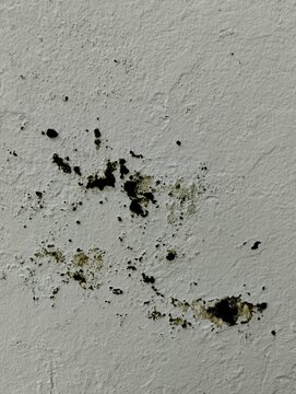 Macro view of white wall with dark mold spots and water damage causing paint to peel away