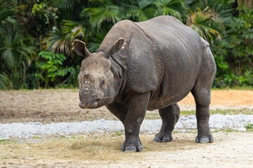 Indian rhinoceros. Miami Metro Zoo, Miami, Florida, USA. © Yan