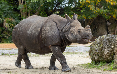 Indian rhinoceros. Miami Metro Zoo, Miami, Florida, USA. © Yan