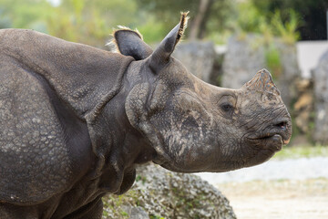 Indian rhinoceros. Miami Metro Zoo, Miami, Florida, USA. © Yan
