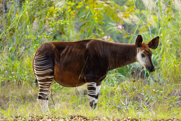 Okapi. Miami Metro Zoo, Miami, Florida, USA. © Yan
