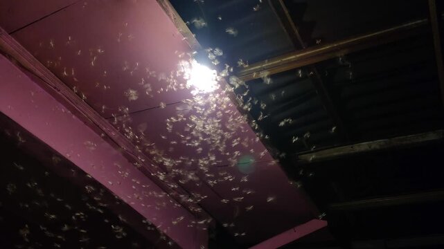 Massive swarm of flying termites or winged insects circling a bright light bulb at night. Thousands of moths and bugs attracted to glowing lamp in the dark.