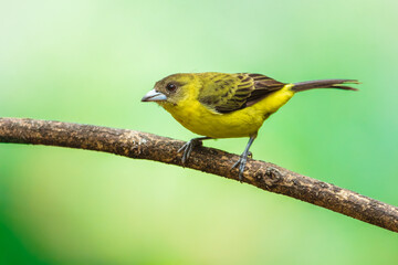 Obraz premium Flame-rumped Tanager (Ramphocelus flammigerus icteronotus), also known as the lemon-rumped tanager, perched on a branch in the lush tropical rainforest of Ecuador.