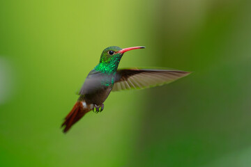 Fototapeta premium Rufous-tailed Hummingbird (Amazilia tzacatl) hovering in flight with motion-blurred wings against a green background in the tropical rainforest of Ecuador.