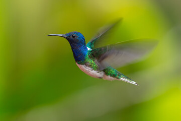 Obraz premium Male White-necked Jacobin hummingbird (Florisuga mellivora) hovering in mid-flight with motion-blurred wings against a soft green background in the rainforest of Ecuador.