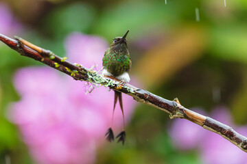 Obraz premium White-booted Racket-tail hummingbird (Ocreatus underwoodii) perched on a mossy branch with white leg puffs against a blurred pink background in the cloud forest of Ecuador.