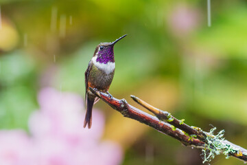 Fototapeta premium Purple-throated Woodstar hummingbird (Calliphlox mitchellii) perched on a lichen-covered twig against a soft-focused green and pink background in Ecuador.