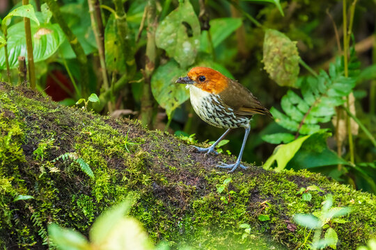 Chestnut-crowned Antpitta (Grallaria ruficapilla) standing on a moss-covered log in the tropical cloud forest floor of Ecuador.