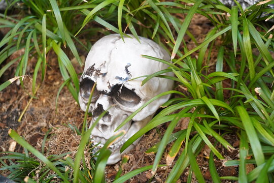 Creepy white skull model placed in lush nature grass field for Halloween outdoor decoration background.