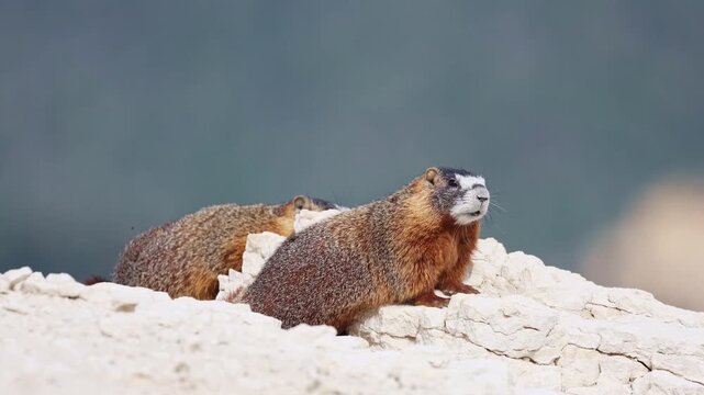 Two yellow-bellied marmots rest on rugged boulders atop an alpine rock formation in a scenic Utah national park