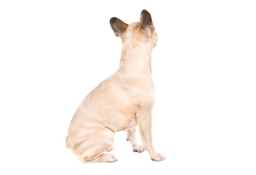 French Bulldog sitting with its back turned isolated on white background