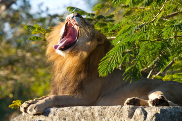 African male lion yawning. Miami Metro Zoo, Miami, Florida, USA.  © Yan