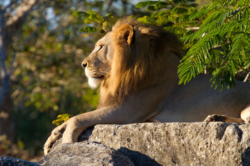 African male lion portrait. Miami Metro Zoo, Miami, Florida, USA.   © Yan