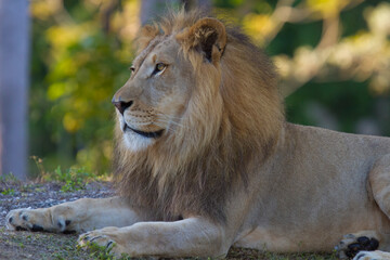 African male lion portrait. Miami Metro Zoo, Miami, Florida, USA.   © Yan