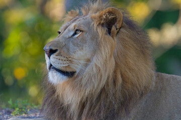 African male lion portrait. Miami Metro Zoo, Miami, Florida, USA.   © Yan