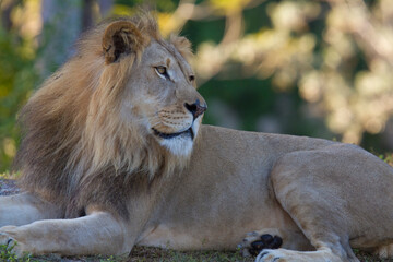 African male lion portrait. Miami Metro Zoo, Miami, Florida, USA.   © Yan