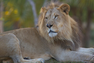 African male lion portrait. Miami Metro Zoo, Miamia, Florida, USA.  © Yan