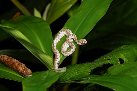 Eyelash viper snake camouflaging on green leaf