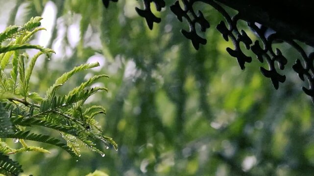 Raindrops on green foliage seen under ornamental roof eaves valance closeup