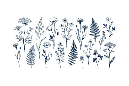 Set of hand drawn wild flowers, herbs and leaves isolated on white background, botanical vector