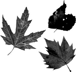 Fototapeta premium Duo-halftone leaves in black and white isolated on transparent background. Black-white screen-print style autumn leaf foliage.