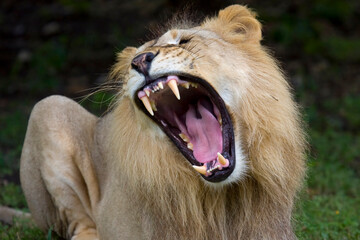 African male lion portrait. Miami Metro Zoo, Miamia, Florida, USA.  © Yan