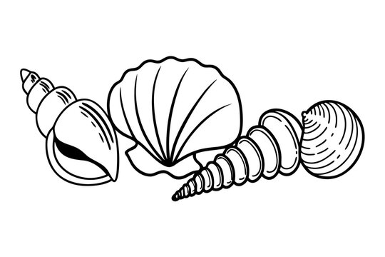 Three different types of seashells illustration