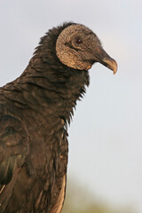 Black vulture profile portrait. Southern Florida, USA. © Yan