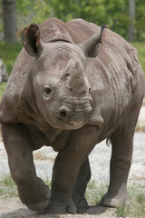 Black rhinoceros. Miami Metro Zoo, Miamia, FLorida, USA.  © Yan