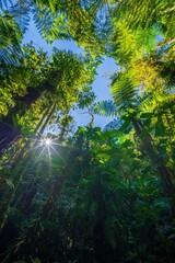Obraz premium Lush green trail winding through the dense vegetation, ferns, and towering trees of the Brazilian Atlantic Forest (Mata Atlântica) in South America.