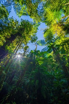 Lush green trail winding through the dense vegetation, ferns, and towering trees of the Brazilian Atlantic Forest (Mata Atl&acirc;ntica) in South America.