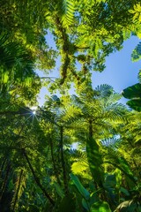 Low-angle view of the lush tropical canopy, giant ferns, and bright sunstar shining through the trees in the Brazilian Atlantic Forest (Mata Atlântica). © Miroslav Srb