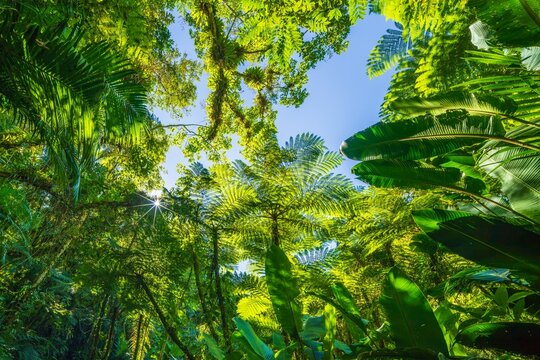 Low-angle view of the lush tropical canopy, giant ferns, and bright sunstar shining through the trees in the Brazilian Atlantic Forest (Mata Atl&acirc;ntica).