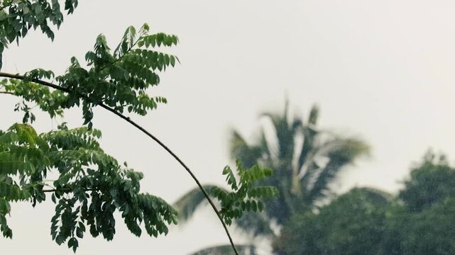 Arched leafy tree branch against misty overcast sky and blurred palm trees rain time