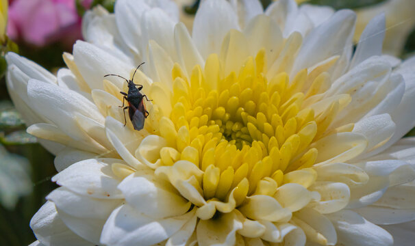 Small seed bug resting on white chrysanthemum with yellow center in a detailed garden flower close-up